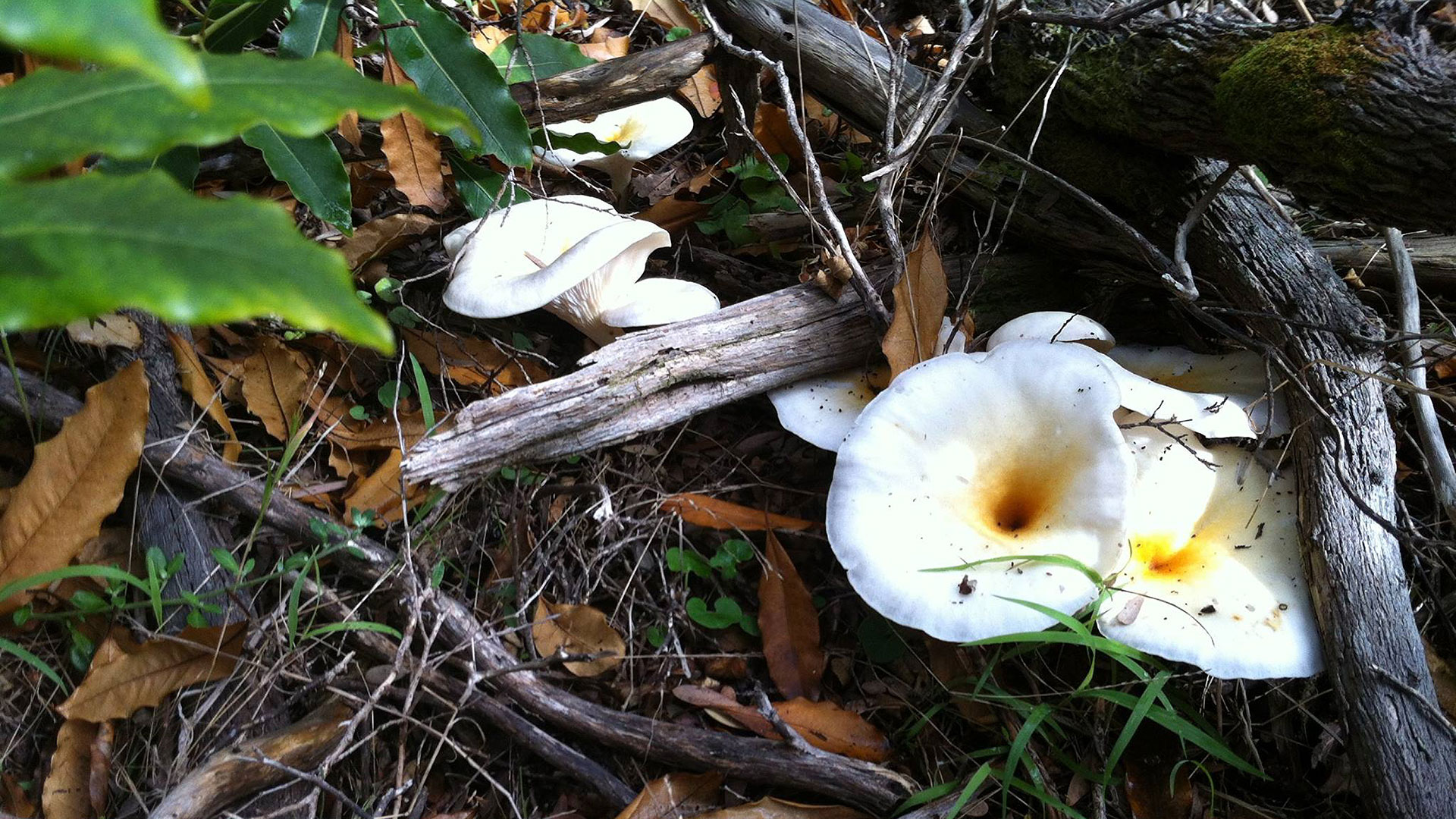 Spectacular Fungus